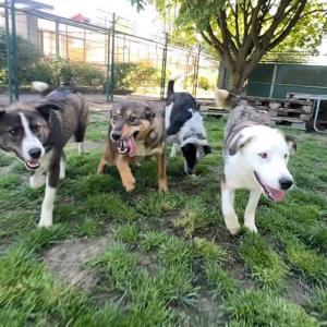 Guten Morgen ☀️ 

#dogs #tierschutzhunde #instadogs #tierheimelisabethenhof #bundgegenmissbrauchdertiere