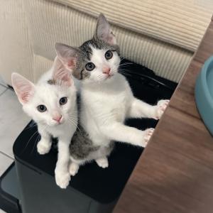 Liebe Gr&uuml;&szlig;e von den kleinen Wirbelwinden Kamali und Kiari 🥰

Die beiden entwickeln sich pr&auml;chtig &ndash; allerdings auch zu echten Chaoten. 😄 Mittlerweile wird flei&szlig;ig jeder Winkel der Wohnung inspiziert, Grenzen werden mehrmals getestet und Unfug steht ganz hoch im Kurs. 😂

Kiari fehlen nur noch ein paar Gramm, dann d&uuml;rfen endlich beide geimpft und gechippt werden. Entwurmt wurden die kleinen Rabauken schon. 💚

#kitten #kittenlife #tierschutzkatzen #tierheimelisabethenhof #bundgegenmissbrauchdertiere