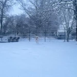 Einen wundersch&ouml;nen guten Morgen von Hoda 💚

#schnee #dog #havingfun #tierheimelisabethenhof #gutenmorgen