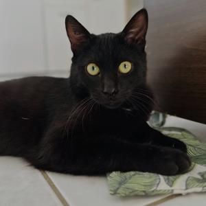 Nero 💚

#blackcat #blackcatlover #malecat #tierheimelisabethenhof #tierschutz