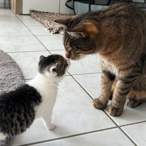 Kiari, Kamali und Hunter 💚

Kiari und Kamali leben aktuell auf ihrer Pflegestelle bei unserer Katzenbereichsleitung Lea und ihren drei Katern. Einer davon ist Hunter, der sich immer besonders &uuml;ber neue Kitten im Haus freut. Mit viel Geduld und F&uuml;rsorge k&uuml;mmert er sich liebevoll um die Kleinen, putzt sie ausgiebig und spielt hingebungsvoll mit ihnen.

Die Aufgabe der Handaufzucht nimmt Hunter dabei immer sehr ernst. Er schenkt den Kitten alles, was auch eine Mutterkatze ihren Jungen geben w&uuml;rde &ndash; au&szlig;er nat&uuml;rlich Milch. W&auml;rme, intensive Fellpflege, gemeinsame Spieleinheiten und sogar die Erziehung geh&ouml;ren f&uuml;r Hunter ganz selbstverst&auml;ndlich dazu, und er &uuml;bernimmt diese Rolle jedes Mal mit gro&szlig;er Hingabe.

#pflegestelle #handaufzucht #kitten #gro&szlig;erbruder #tierheimelisabethenhof
