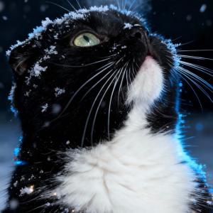 Liebe Ehrenamtlichen, Paten, Mitglieder, Spender, Mitmacher, Leser, Mitfieberer, Unterst&uuml;tzer, Weggef&auml;hrten - liebe Freunde, wir w&uuml;nschen Euch sch&ouml;ne Weihnachten und ein entschleunigtes Jahresende. Seid gut zu Euch und Euren Liebsten. Wir danken Euch einmal mehr f&uuml;r Eure Verbundenheit, Euer Interesse und die Fairness, mit der Ihr uns begegnet. 

Wir haben mit Euch ein spektakul&auml;res Tierheimfest realisieren und erleben d&uuml;rften. Wir haben gefeiert,  genossen, gelacht.

Allen Menschen, die unsere Welt mit positiver Energie fluten, danken wir und m&ouml;chten ihnen sagen: Ihr tragt uns. Mit Euch ist jegliche Last leichter. &hearts;️