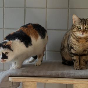 Orial (tricolor) und Sayuri (getigert mit rot) w&uuml;nschen euch einen sch&ouml;nen Abend. 💚

#sch&ouml;nenabend #catduo #cats #tierschutzkatzen #tierheimelisabethenhof