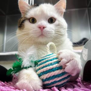 Jose w&uuml;nscht euch einen sch&ouml;nen Ostermontag. 💚

#ostermontag #eastermonday #catlover #tierheimelisabethenhof #cutie