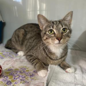 🆘 Lilo braucht eure Hilfe! 

Seit dem 3. August befindet sich unsere Lilo in der Tierklinik Hofheim. Aufgrund einer akuten Niereninsuffizienz wurde sie zum Notfall &ndash; ihre Nierenwerte waren bei der Aufnahme nicht mehr messbar und sie ben&ouml;tigte dringend eine intensive Behandlung und 24-Stunden-Betreuung.

Doch unsere 2-J&auml;hrige Lilo k&auml;mpft! Sie hat schon gro&szlig;e Fortschritte gemacht: Ihre Nierenwerte liegen mittlerweile wieder im Normalbereich, sie frisst selbstst&auml;ndig und genie&szlig;t sogar schon wieder ausgiebige Streicheleinheiten. Die Infusionstherapie wird nun Schritt f&uuml;r Schritt reduziert.

Jetzt hoffen wir von Herzen, dass ihre Nierenwerte auch ohne Infusionen stabil bleiben und Lilo bald zu uns zur&uuml;ckkehren darf.

Die bisherigen Behandlungskosten liegen inzwischen bei unglaublichen 9.800 Euro &ndash; eine enorme Summe f&uuml;r uns.

Bitte helft uns, Lilos Behandlung zu finanzieren. Jeder noch so kleine Betrag hilft! ❤️

Den Spendenlink findet ihr aktuell in unserer Story sowie dauerhaft in unserem Highlight &bdquo;Spende Lilo&ldquo;.

Auch mit dem Teilen dieses Beitrags k&ouml;nnt ihr uns und Lilo unglaublich unterst&uuml;tzen.

#notfall #spendenaufruf #katzenliebe #tierschutz #tierheimelisabethenhof