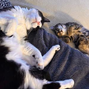 Klein &bdquo;Alfie&ldquo; und Pflegeonkel &bdquo;Cane&ldquo; w&uuml;nschen euch einen sch&ouml;nen Abend. 💚

&bdquo;Alfie&ldquo; lebt derzeit bei unserer Katzenbereichsleitung Lea und ihren eigenen Katern. Da er in einem sehr schlechten Zustand ins Tierheim gebracht worden ist, musste er erst einmal gep&auml;ppelt werden und &bdquo;Alfie&ldquo; musste auch erst einmal richtig auf die Beine kommen.

Sobald er hoffentlich bald geimpft werden kann, wird er dann auch auf unserer Homepage zu finden sein. 💚

#sch&ouml;nenabend #goodnight #goodeveningeveryone #gutenacht #pflegekater #pflegekitten #kitten #tabbykitten #kittenlife #kittenlovers #kittenoftheday #kittencuddles #kittenrescue #kittenlover #liebe #love #kater #pflegestelle #catlover #catlove #cats #catoftheday #catlife #instacat #reichelsheimwetterau #tierheimelisabethenhof #bmthessen #bundgegenmissbrauchdertiere #tierschutz #tierschutzverein