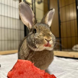 Lippenstiftzeit bei den Kaninchen 🍉💄

#melone #kaninchen #tierschutzkleintier #tierheimelisabethenhof #bundgegenmissbrauchdertiere