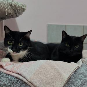 Piragua und Canoa 💚

#sch&ouml;nenabend #satt #schlafenszeit #gutenacht #cats #inseperable #inseperablecats #unzertrennlich #katzenliebe #katzen #catlover #catlove #catmodels #instacats #catsofinstagram #catlife #cutecats #cuties #lovely #liebe #love #tierschutz #tierschutzkatze #tierschutzkatzen #tierschutzverein #reichelsheimwetterau #zuhausegesucht #bmthessen #bundgegenmissbrauchdertiere