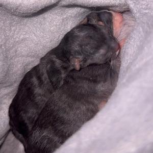 Die Babys haben es trotz aller Bem&uuml;hungen nicht geschafft. 💔 Lea hat die ganze Nacht gek&auml;mpft. Am sp&auml;ten Abend ist das erste in ihren Armen gestorben, am fr&uuml;hen Morgen das zweite. 
Leid, das verhindert werden k&ouml;nnte, wenn es eine ernstzunehmende bundeseinheitliche Katzenschutzverordnung g&auml;be. So kocht seit Jahren jede Kommune ihr eigenes wirres S&uuml;ppchen. Katzenschutz ist schon lange ein Politikum und das merkt man ganz deutlich. Denn vielerorts dauern Entscheidungen dar&uuml;ber so lange, dass man meint, die Verantwortlichen m&uuml;ssten zum Jagen getragen werden. Aber bissel k&ouml;nnen wir es verstehen. Man will den B&uuml;rger nat&uuml;rlich nicht verschrecken, der sich mit jeder M&uuml;cke, die ihm um die Nase fliegt, in seiner Freiheit beschnitten f&uuml;hlt. Tja. Wo k&auml;men wir hin, wenn man sich sagen lassen m&uuml;sste, wie man verantwortungsbewusst mit Tieren umzugehen hat? Es ist ein Armutszeugnis f&uuml;r Menschen, dass Tiere vor ihnen bzw. ihren Handlungen gesch&uuml;tzt werden m&uuml;ssen, aber es ist n&ouml;tig, denn viele Menschen k&ouml;nnen mit ihrer Freiheit, eigene Entscheidungen treffen zu k&ouml;nnen nicht umgehen. An dieser Stelle brauchen diese dann einen gewissen Beschnitt und Hilfe beim Denken.
Die Babys kamen &uuml;brigens von weiter her zu uns, da alle Stellen, die man anfragte bereits &uuml;berf&uuml;llt waren. Wir waren die letzte Chance, aber die Kleinen konnten sie nicht mehr nutzen.

#katzenschutzverordnung #katzenbabys #katzenleid