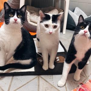 Sch&ouml;nen Abend w&uuml;nschen euch Padthai, Miso und Ramen. 💚

#catlove #lovelycats #trio #zuhausegesucht #tierheimelisabethenhof