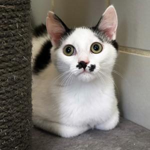 Brodie w&uuml;nscht euch einen sch&ouml;nen Sonntag. 💚

Brodie ist ein sch&uuml;chterner, aber auch sehr neugieriger Jungkater. Ein sozialer vorhandener Jungkater oder verspielter Kater sollte in seinem neuen Zuhause schon leben, da er sehr sozial mit anderen Katzen ist und die Gesellschaft sehr genie&szlig;t. &bdquo;Brodie&ldquo; sucht ein Zuhause in reiner Wohnungshaltung mit gesichertem Balkon.

#malecat #catlove #zuhausegesucht #sonntagsgr&uuml;&szlig;e #tierheimelisabethenhof