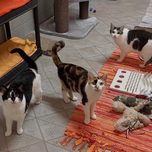 Liebe Gr&uuml;&szlig;e von unserem Trio &bdquo;Stella&ldquo; (schwarz-wei&szlig;), &bdquo;Holly&ldquo; (tricolor) und &bdquo;Fina&ldquo; (grau-wei&szlig;).

Da die Drei so sehr aneinander h&auml;ngen, werden sie auch nur zu dritt vermittelt. 💚 Sie suchen ein neues Zuhause in ruhiger Wohngegend, wo sie als Freig&auml;nger leben d&uuml;rfen oder mindestens in reiner Haushaltung mit gesichertem Balkon. 

#cattrio #catlover #tierschutzkatzen #zuhausegesucht #tierheimelisabethenhof