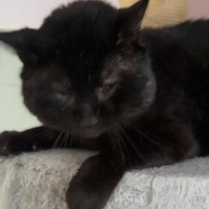 Azrael w&uuml;nscht euch einen sch&ouml;nen Abend. 🥰💚

#schwarzerkater #schmusekater #catlove #malecat #tierheimelisabethenhof