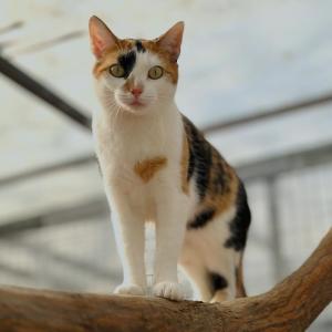 &bdquo;Holly&ldquo; w&uuml;nscht euch einen sch&ouml;nen Sonntag. 💚

#tricolorcat #catlover #freig&auml;ngerkatze #tierheimelisabethenhof #bmthessen