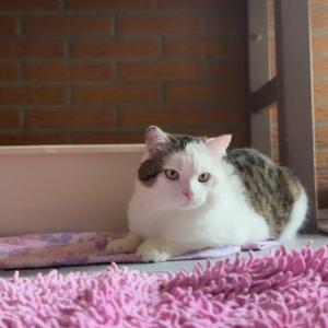 &bdquo;Jose&ldquo; w&uuml;nscht euch einen sch&ouml;nen Sonntag. 💚

Jetzt, wo er kastriert ist und auf FeLV/FIV negativ getestet worden ist, kann er n&auml;chste Woche seine Impfung bekommen. Wenn er diese gut vertr&auml;gt, wird er in einen Vermittlungsraum gesetzt, wo wir dann schauen k&ouml;nnen, wie er sich sein neues Zuhause vorstellt. Ob er mit Katzen zusammen leben m&ouml;chte oder lieber als Einzelprinz und ob er Freig&auml;nger sein m&ouml;chte oder ob ihm ein abgesicherter Balkon ausreicht, wird sich dann zeigen. 🥰

#catlover #malecat #tierschutz #tierheimelisabethenhof #bundgegenmissbrauchdertiere