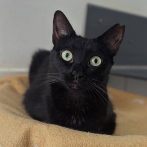Petra w&uuml;nscht euch einen sch&ouml;nen Samstag! 😊💕

Unsere liebe Petra wartet gemeinsam mit ihrer Schwester Jordania noch immer auf ihr eigenes Zuhause.

Die beiden sind unglaublich verschmust, anh&auml;nglich und liebesbed&uuml;rftig und w&uuml;nschen sich nichts mehr als Menschen, bei denen sie endlich ankommen d&uuml;rfen. ❤️ Das Tierheimleben f&auml;llt ihnen leider sehr schwer &ndash; der viele Trubel und Stress machen ihnen zunehmend zu schaffen.

Deshalb hoffen wir sehr, dass Petra & Jordania bald gemeinsam ausziehen d&uuml;rfen. 🍀

F&uuml;r die beiden suchen wir ein ruhiges Zuhause ohne Kinder mit mindestens einem gesicherten Balkon, auf dem sie die Sonne und frische Luft genie&szlig;en k&ouml;nnen.

#catlover #blackcats #tierheimelisabethenhof #zuhausegesucht #tierschutz