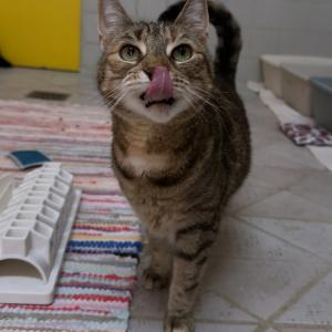 Frieda w&uuml;nscht euch einen wundersch&ouml;nen guten Morgen. 💚

Sie sucht noch gemeinsam mit ihrem Freund &bdquo;Frodo&ldquo; ein neues und ruhiges Zuhause. 

#gutenmorgen #catlover #seniorcat #zuhausegesucht #tierheimelisabethenhof