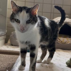 Bubchen und Garfield 💚

#sch&ouml;nensonntag #sunday #tierheimelisabethenhof #seniorcats #zuhausegesucht