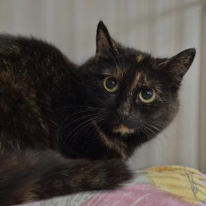 Pania 💚

#schildpatt #katze #tierschutz #tierheimelisabethenhof #bmthessen