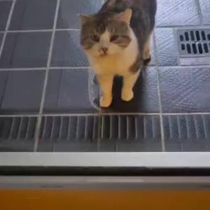 Guten Morgen w&uuml;nscht euch &bdquo;Merlin&ldquo;. 💚

Ein weiterer sch&uuml;chterner Kater, der urspr&uuml;nglich von drau&szlig;en kommt und den wir nicht aufgegeben haben. Jeden Tag baut er mehr Vertrauen zu uns auf, auch wenn er noch nicht all so lange bei uns ist. 🥰 

#aufgebenistkeineoption #catlover #cutie #tierheimelisabethenhof #bundgegenmissbrauchdertiere