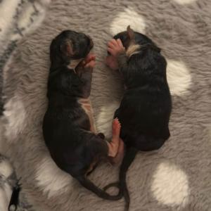 Es ist und bleibt wild&hellip;
W&auml;hrend wir zwei frisch geborene Fundkitten aufnahmen (Nr 3 bereits tot aufgefunden worden), kam eine Dame mit f&uuml;nf Igeln - Mutti und Kids - die in einen Lichtschacht gest&uuml;rzt waren. Das Finale eines v&ouml;lligen irren Tages, den Rest ersparen wir Euch, der ist zu bl&ouml;d. 🤪
Zur&uuml;ck zu den Kleinen. Die Katzenwelpen sind jetzt sicher und gehen mit zu Lea. Dr&uuml;ckt die Daumen, dass sie es schaffen. Es kann in den n&auml;chsten Wochen leider alles passieren. 
Die Igelfamilie geht zu unserer Igelpflegestelle Regine. Die Mutter ist viel zu d&uuml;nn und muss gep&auml;ppelt werden, die Familie insgesamt sollte erst mal unter Beobachtung sein. Sie haben alle f&uuml;nf schon gut gegessen und wir sind zuversichtlich, dass Regine die Mutti wieder hinbekommt. Auch hier bitte Daumen dr&uuml;cken.
Soweit.
Bis sp&auml;ter.
Oder morgen.

#notf&auml;lle #katzenbabys #igelfamilie #tierheimelisabethenhof #bundgegenmissbrauchdertiere