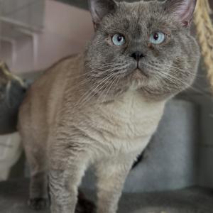 Einzelkater &bdquo;Koa&ldquo; sucht ein neues Zuhause in reiner Wohnungshaltung mit gesichertem Balkon.

&bdquo;Koa&ldquo; ist ein verschmuster und ausgesprochen menschenbezogener Kater, der die N&auml;he seiner Menschen &uuml;ber alles liebt. Er genie&szlig;t jede Streicheleinheit, sucht aktiv den Kontakt und l&auml;sst sich ausgiebig verw&ouml;hnen. Mit Menschen ist &bdquo;Koa&ldquo; absolut unkompliziert, freundlich und anh&auml;nglich.

Bei seinen Artgenossen zeigt sich jedoch ein ganz anderes Bild. &bdquo;Koa&ldquo; macht deutlich, dass er sein Zuhause nicht mit anderen Katzen teilen m&ouml;chte. Er h&auml;lt sie durch Schnaufen, Schmatzen und imponierendes Gro&szlig;machen konsequent auf Abstand und signalisiert ihnen klar, dass er keinen Kontakt w&uuml;nscht und sich auch mit ihnen anlegen w&uuml;rde, wenn sie seine Warnsignale nicht respektieren. Deshalb suchen wir f&uuml;r ihn ein Zuhause, in dem er die ungeteilte Aufmerksamkeit seiner Menschen genie&szlig;en kann.

&bdquo;Koa&ldquo; wird ausschlie&szlig;lich als Einzelkater in reine Wohnungshaltung mit einem gesicherten Balkon vermittelt. Ein Zusammenleben mit anderen Katzen kommt f&uuml;r ihn nicht infrage.

Wer einen liebevollen, verschmusten und treuen Begleiter sucht, der seine Menschen ganz f&uuml;r sich haben m&ouml;chte, findet in &bdquo;Koa&ldquo; einen wunderbaren Gef&auml;hrten.

#einzelkater #bkhkater #zuhausegesucht #tierheimelisabethenhof #bundgegenmissbrauchdertiere