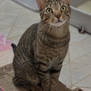 Bongo w&uuml;nscht euch einen sch&ouml;nen Sonntag. 💚

Er sucht auch noch sein ganz eigenes Zuhause, in dem er als Einzelkater und ruhiger Wohngegend als Freig&auml;nger leben darf. &bdquo;Bongo&ldquo; ist ein absoluter Schmusekater und spielt auch noch sehr gerne zusammen mit seinen Menschen. 

#zuhausegesucht #freig&auml;nger #einzelkater #einzelg&auml;nger #schmusekater #tabbycat #tabbycatofinstagram #tabbycatlove #tabbycatlover #catlove #catlover #kater #katerliebe #malecat #beautycat #catlife #cat #tierheimelisabethenhof #bmthessen #bundgegenmissbrauchdertiere #tierschutzkatze #tierschutz #tierschutzverein #reichelsheimwetterau #sonntag #sch&ouml;nensonntag