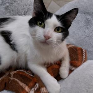 Selina w&uuml;nscht euch einen sch&ouml;nen Montag 💚 

Sie sucht ein Zuhause, wo sie als Einzelkatze leben darf. Mit Hunden kennt sie es zusammen zu leben und sie w&uuml;rde sich &uuml;ber einen katzenvertr&auml;glichen Hund in ihrem neuen Zuhause freuen. 🥰 Wir suchen f&uuml;r Selina ein Zuhause in reiner Wohnungshaltung mit gesichertem Balkon oder in einer ruhigen verkehrsarmen Wohngegend, wo sie sp&auml;ter als Freig&auml;ngerin ihre Umgebung erkunden kann. 

#catlover #katzenliebe #femalecat #tierheimelisabethenhof #zuhausegesucht