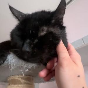 Einen sch&ouml;nen Abend euch allen &ndash; mit lieben Gr&uuml;&szlig;en von Azrael 💚

Der h&uuml;bsche und verschmuste Azrael ist weiterhin auf der Suche nach einem liebevollen Zuhause in reiner Wohnungshaltung mit gesichertem Balkon. Besonders gl&uuml;cklich w&auml;re er &uuml;ber eine ruhige, bereits vorhandene Katze oder einen entspannten, sozialen Kater an seiner Seite.

#schmusekater #lovelycat #cutie #katerliebe #tierheimelisabethenhof