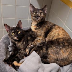 Jarama und Katrina 💚💚

#schildpatt #katzenliebe #zuhausegesucht #gemeinsam #tierheimelisabethenhof