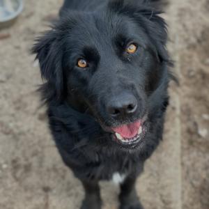 Yuna 💚

#dog #doglover #tierschutzhund #tierheimelisabethenhof #sonntag