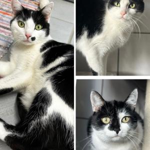Muki, Tipsy und Baby w&uuml;nschen euch einen sch&ouml;nen Abend. 💚

Sie suchen auch noch gemeinsam ein neues Zuhause in reiner Wohnungshaltung mit gesichertem Balkon. 🥰

#catlover #zuhausegesucht #gemeinsam #blackandwhitecats #tierheimelisabethenhof