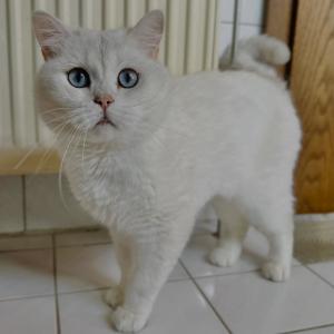 Einzelkater &bdquo;Cosmo&ldquo; sucht dringend ein neues Zuhause in reiner Wohnungshaltung, gerne auch mit abgesichertem Balkon. 

&bdquo;Cosmo&ldquo; ist ein liebenswerter, verschmuster und ruhiger Kater, der die N&auml;he zu Menschen sehr genie&szlig;t. Bei seinen fr&uuml;heren Besitzern wurde festgestellt, dass er Schwierigkeiten beim Urinabsatz hatte. Eine tier&auml;rztliche Untersuchung ergab schlie&szlig;lich, dass &bdquo;Cosmo&ldquo; Oxalatsteine in der Blase hatte, deren Behandlung mit hohe Kosten verbunden war. Daraufhin wurde er an uns &uuml;bereignet.

W&auml;hrend seines l&auml;ngeren Aufenthalts in der Tierarztpraxis standen wir in engen Austausch mit den behandelnden Tier&auml;rzten. Inzwischen lebt &bdquo;Cosmo&ldquo; bei uns und ben&ouml;tigt weiterhin Aufmerksamkeit, insbesondere im Hinblick auf seinen Urinabsatz. Er erh&auml;lt spezielles Nassfutter, das er sehr gerne frisst. Seitdem er sein spezielles Nassfutter bekommt, hat er auch keine Probleme mehr mit seinem Urinabsatz gehabt. 

&bdquo;Cosmo&ldquo; ist ein sehr anh&auml;nglicher Kater, der Streicheleinheiten und Zuwendung ausgiebig genie&szlig;t. F&uuml;r ihn w&uuml;nschen wir uns ein ruhiges Zuhause in reiner Wohnungshaltung, gerne mit gesichertem Balkon bei katzenerfahrenen Menschen, in dem er als Einzelkater leben und die volle Aufmerksamkeit seiner Menschen bekommen darf. Mit Hunden kennt &bdquo;Cosmo&ldquo; das Zusammenleben im Zuhause und er w&uuml;rde sich auch sehr &uuml;ber Hundegesellschaft freuen.

Wichtig ist, dass tier&auml;rztliche Kontrollen von Blase und Urin weiterhin durchgef&uuml;hrt werden und vor allem der Urinabsatz gut unter Beobachtung steht, damit erneute Beschwerden m&ouml;glichst vermieden werden.

#einzelkater #zuhausegesucht #wohnungskater #tierheimelisabethenhof #tierschutzkatze