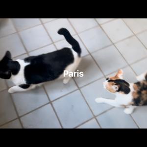 Wir haben ein zuckers&uuml;&szlig;es Crazy-Catlady-Starterkit zu vermitteln. Hier alle Infos zu den drei wunderbaren M&auml;dels:

Seit dem 17.09.2025 warten &bdquo;Holly&ldquo;, &bdquo;Stella&ldquo; und &bdquo;Fina&ldquo; bei uns im Tierheim auf ein neues Zuhause. Obwohl die drei ausgesprochen liebenswert, menschenbezogen und verschmust sind, gab es bisher noch keine einzige Anfrage f&uuml;r sie.

Die drei Katzendamen verbindet eine besonders enge Freundschaft. Sie verbringen viel Zeit miteinander, kuscheln, begr&uuml;&szlig;en sich liebevoll mit &bdquo;N&auml;schen&ldquo; und orientieren sich aneinander. Deshalb kommt f&uuml;r uns ausschlie&szlig;lich eine gemeinsame Vermittlung infrage.

Dabei bringt jede der drei ihren ganz eigenen Charakter mit:

&bdquo;Holly&ldquo; ist offen, neugierig, verspielt und ausgesprochen menschenbezogen. Sie liebt Streicheleinheiten und genie&szlig;t jede Aufmerksamkeit.

&bdquo;Stella&ldquo; ist ebenfalls sehr verschmust, freundlich und neugierig. Besonders charmant ist ihre gespr&auml;chige Art, denn sie unterh&auml;lt sich gerne mit ihren Menschen. Bei Fremden ben&ouml;tigt sie manchmal einen kurzen Moment, taut aber meist schnell auf.

&bdquo;Fina&ldquo; ist die Zur&uuml;ckhaltendste des Trios. Neue Situationen und unbekannte Menschen verunsichern sie zun&auml;chst. Sie ben&ouml;tigt etwas Zeit, um Vertrauen zu fassen. Hat sie diese Sicherheit gewonnen, zeigt auch sie sich sehr anh&auml;nglich, verspielt und verschmust.

Alle drei kennen das Leben mit Freigang und nutzen bei uns mit gro&szlig;er Begeisterung das Au&szlig;engehege. F&uuml;r ihr zuk&uuml;nftiges Zuhause w&uuml;nschen wir uns deshalb eine ruhige, verkehrsarme Wohnlage, in der sie nach entsprechender Eingew&ouml;hnung wieder Freigang genie&szlig;en d&uuml;rfen.

Kinder im Haushalt sollten bereits &auml;lter sein, da die drei ein eher ruhiges und best&auml;ndiges Umfeld bevorzugen. Weitere Katzen sollten im neuen Zuhause nicht leben.

Holly, Stella und Fina sind ein harmonisches, eingespieltes Trio, das nicht nur untereinander wunderbar funktioniert, sondern auch die N&auml;he zum Menschen sehr sch&auml;tzt.

#zuhausegesucht #freig&auml;nger #trio #tierheimelisabethenhof #tierschutzkatze