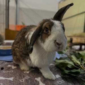Partnerin gesucht!

Senior Karl (ca.9-10 Jahre alt ) hat leider erst letzte Woche seine Partnerin verloren und sitzt nun alleine. Deshalb suchen wir f&uuml;r ihn ein liebevolles, erfahrenes Zuhause, in dem er seinen Lebensabend verbringen darf.
Karl ist gesundheitlich nicht ganz unkompliziert und hat einige Besonderheiten, auf die in Zukunft geachtet werden muss. Er bekommt regelm&auml;&szlig;ig Medikamente, die er sich schon freiwilig abholt. Die anfallenden Tierarztkosten &uuml;bernehmen selbstverst&auml;ndlich wir als Tierheim. Wichtig ist uns daher, dass Karl in erfahrene H&auml;nde kommt, die ihm die n&ouml;tige Aufmerksamkeit und Versorgung geben k&ouml;nnen.
Karl lebt in Innenhaltung und wird von uns mit Frischfutter ern&auml;hrt. 
 
Sollte sich kein passendes Zuhause f&uuml;r Karl finden, darf er nat&uuml;rlich auch bei uns im Tierheim bleiben und hier sein Gnadenbrot bekommen. Daf&uuml;r suchen wir dann eine passende Partnerin f&uuml;r ihn: eine weibliche Dame ab 7 Jahren, die kein Widder ist.
 
Wer Karl ein Zuhause geben m&ouml;chte oder eine passende &auml;ltere Kaninchendame f&uuml;r unser Tierheim kennt, darf sich sehr gerne bei uns melden. Am besten schreibt ihr uns eine Email an 
th-elisabethenhof@bmt-tierschutz.de
 
Wir freuen uns auch sehr, wenn ihr den Beitrag teilt, damit Karl vielleicht schon bald wieder Gesellschaft und ein sch&ouml;nes Zuhause bekommt.

#kaninchen #tierschutz #tiervermittlung #tierheimelisabethenhof #bundgegenmissbrauchdertiere