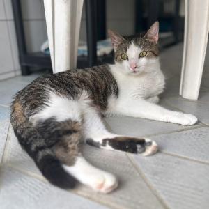 Update: &bdquo;Kaami&ldquo; ist reserviert. 🥳

Dringend Zuhause als Einzelkatze f&uuml;r Freigang gesucht🚨 : 

&bdquo;Kaami&ldquo; ist eine einj&auml;hrige, sehr ruhige, liebevolle und verschmuste Katze, die die N&auml;he zu Menschen &uuml;ber alles genie&szlig;t. Sie fordert ihre Streicheleinheiten aktiv ein und zeigt sich im Alltag besonders anh&auml;nglich und menschenbezogen.

Im Tierheim wurde schnell deutlich, wie sehr &bdquo;Kaami&ldquo; den Kontakt zu ihren Menschen sucht. Mit anderen Katzen hingegen kommt sie leider &uuml;berhaupt nicht zurecht. N&auml;hern sich ihr Artgenossen, reagiert sie mit deutlichem Fauchen und klaren Warnsignalen und w&uuml;rde sich im Ernstfall auch verteidigen.

Da sie sich bei uns im Tierheim aktuell einen Raum mit anderen Katzen teilen muss, steht &bdquo;Kaami&ldquo; dauerhaft unter Stress und wirkt entsprechend sehr angespannt. Die Situation belastet sie sichtbar, weshalb sie dringend ein ruhiges Zuhause als Einzelkatze sucht, in dem sie endlich zur Ruhe kommen und die ungeteilte Aufmerksamkeit ihrer Menschen genie&szlig;en darf.

&bdquo;Kaami&ldquo; kennt zudem das Leben mit Freigang und vermisst das Drau&szlig;ensein sehr. Besonders gerne sitzt sie am Fenster und beobachtet aufmerksam ihre Umgebung. Daher w&uuml;nschen wir uns f&uuml;r sie ein Zuhause in ruhiger und verkehrsarmer Wohnlage, damit sie nach einer angemessenen Eingew&ouml;hnungszeit ihren geliebten Freigang wieder sicher genie&szlig;en kann.

Bei Interesse an &bdquo;Kaami&ldquo;, weiteren Informationen oder zur Vereinbarung eines Kennenlerntermins freuen wir uns &uuml;ber einen Anruf zu unseren &Ouml;ffnungszeiten unter der Telefonnummer 06035 96110 oder &uuml;ber eine Anfrage per E-Mail an: th-elisabethenhof@bmt-tierschutz.de

#zuhausegesucht #freig&auml;ngerkatze #einzelkatze #dringend #tierheimelisabethenhof