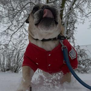 Mac 💚

#schnee #spassimschnee #dog #tierheimelisabethenhof #bundgegenmissbrauchdertiere