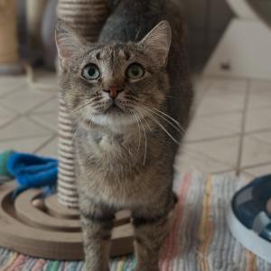 Wasabi 💚

&bdquo;Wasabi&ldquo; ist ein eher sch&uuml;chterner und vorsichtiger Kater, der ein ruhiges Zuhause bei geduldigen und katzenerfahrenen Menschen sucht. Er braucht Zeit, um Vertrauen aufzubauen und in seinem neuen Umfeld anzukommen. Im Tierheim zeigt er jedoch bereits, dass er zunehmend auftaut und vertrauten Menschen gegen&uuml;ber auch N&auml;he zul&auml;sst und seine Steicheleinheiten genie&szlig;t.

Er spielt gerne und versteht sich sehr gut mit anderen Katzen. Deshalb w&uuml;nschen wir uns f&uuml;r ihn ein Zuhause, in dem bereits eine soziale Katze oder ein sozialer Kater lebt, an der bzw. an dem er sich orientieren kann.

Da &bdquo;Wasabi&ldquo; sehr sensibel ist und deutlich zeigt, wenn ihm etwas zu viel wird, sollten keine Kinder im Haushalt leben. Weil er urspr&uuml;nglich Freig&auml;nger war, suchen wir au&szlig;erdem ein ruhiges Wohnumfeld, in dem er nach einer angemessenen Eingew&ouml;hnungszeit wieder sicheren Freigang genie&szlig;en kann.

#zuhausegesucht #katerliebe #tierschutzkatze #tierheimelisabethenhof #bmthessen