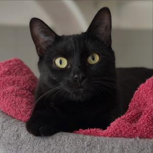 Shai 💚 

Es ist immer wieder sch&ouml;n zu erleben, wie scheue und &auml;ngstliche Katzen mit Zeit, Geduld und viel Liebe Vertrauen zu uns Menschen fassen. Als &bdquo;Shai&ldquo; zu uns kam, nannten wir ihn liebevoll auch &bdquo;Flash&ldquo;, weil er blitzschnell mit seinen Pfoten war und uns damit zun&auml;chst auf Abstand hielt &ndash; begleitet von deutlichem Fauchen und Spucken. Heute hat sich &bdquo;Shai&ldquo; zu einem aufgeschlossenen und neugierigen Kater entwickelt, der Streicheleinheiten sichtlich genie&szlig;t.

Shai zeigt uns einmal mehr, dass hinter Angst oft einfach Unsicherheit steckt. Mit Geduld, Verst&auml;ndnis und der n&ouml;tigen Zeit k&ouml;nnen selbst sehr scheue Katzen lernen, Vertrauen zu fassen und ihre liebevolle Seite zu zeigen. Die Entwicklung vom fauchenden &bdquo;Flash&ldquo; zum verschmusten, neugierigen Kater ist daf&uuml;r das sch&ouml;nste Beispiel.

#schwarzerkater #catlover #tierheimelisabethenhof #vertrauenaufbauen #allcatsmatter
