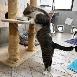 Stiffler &ndash; Warum einfach, wenn es auch kompliziert geht?

Dank ihm m&uuml;ssen wir kaum die Futterreste der anderen Katzen entsorgen, ganz egal, wie voll sein eigener Napf war. 😁 Ziemlich praktisch. 

#f&uuml;tterung #keinereste #warumeinfachwennsauchkompliziertgeht #tierheimelisabethenhof #catlover