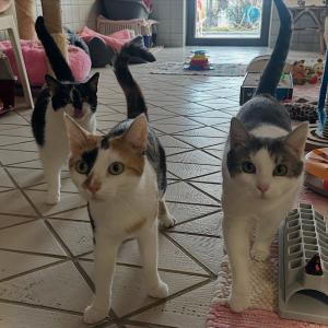Stella, Holly und Fina 💚

Unser verschmustes Trio sucht auch noch ein neues Zuhause in ruhiger Wohngegend, wo sie nach ihrer Eingew&ouml;hnung ihren Freigang wieder genie&szlig;en k&ouml;nnen. 🥰 alle drei sind sehr verschmust, anh&auml;nglich und liebevoll. Da sie immer zusammen gelebt haben und ein eingespieltes Team sind, werden sie auch nur gemeinsam vermittelt.

#trio #cats #gemeinsam #zuhausegesucht #tierheimelisabethenhof