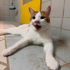 &bdquo;Monchi&ldquo; w&uuml;nscht euch einen sch&ouml;nen Abend. 💚

#sch&ouml;nenabend #satt #sattgegessen #sattgegessenundgl&uuml;cklich #happycat #gl&uuml;cklich #abendf&uuml;tterung #f&uuml;tterung #cat #malecat #orangecats #orangewhitecat #cutie #catoftheday #cutecat #kater #katerliebe #love #catlife #catlover #catlove #catinstagram #instacat #tierheimelisabethenhof #bmthessen #bundgegenmissbrauchdertiere #reichelsheimwetterau #tierschutz #tierschutzkatze #tierschutzverein