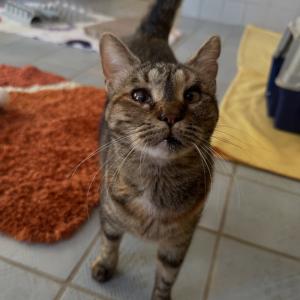 Zuhause gesucht f&uuml;r unsere wunderbare &bdquo;Patty&ldquo; 

Die bezaubernde Patty sucht dringend ein liebevolles Zuhause &ndash; als Einzelprinzessin, denn mit Artgenossen kommt sie leider nicht zurecht.

Patty ist 2 Jahre alt, menschenbezogen, sehr verschmust, anh&auml;nglich und einfach eine richtige Herzenskatze. Sie genie&szlig;t die N&auml;he zu ihren Menschen sehr und zeigt sich ihnen gegen&uuml;ber offen, freundlich und liebevoll.

Leider musste Patty ihr fr&uuml;heres Zuhause verlassen, da sie sich mit dem vorhandenen Kater nicht verstanden hat. Auch im Tierheim lebt sie aktuell mit anderen Katzen zusammen, was f&uuml;r sie purer Stress ist. Sie reagiert darauf mit Knurren und Unruhe, weshalb wir f&uuml;r sie ausschlie&szlig;lich einen Einzelplatz suchen, an dem sie endlich zur Ruhe kommen darf und wieder entspannen kann.

Das bringt Patty mit:
* kastriert, gechipt, entwurmt und geimpft
* negativ auf FeLV & FIV getestet
* sehr verspielt, trotz kleiner gesundheitlicher Besonderheiten
* freundlich und anh&auml;nglich gegen&uuml;ber Menschen

Man sieht Patty an, dass sie bereits eine Rolllid-Operation hatte &ndash; ihre Augen sehen dadurch etwas anders aus, was sie aber in keiner Weise einschr&auml;nkt. Sie spielt, springt und tobt ganz normal.
Zudem ist Patty Calici-positiv getestet worden in ihrem vorherigen Zuhause, was man an ihrer Atmung h&ouml;ren kann. Doch auch das h&auml;lt sie nicht davon ab, eine lebensfrohe, aktive und liebe Katze zu sein.

Gesucht wird ein liebevolles Zuhause in reiner Wohnungshaltung mit abgesichertem Balkon, in dem Patty ganz allein im Mittelpunkt stehen darf. Kinder, die Katzenerfahrung haben, sind auch kein Problem f&uuml;r Patty.

Patty hat bereits eine Krankenversicherung, die m&ouml;gliche zuk&uuml;nftige Tierarztkosten abdeckt. Diese kann bei der Vermittlung auf Wunsch &uuml;bernommen werden.

Wer schenkt dieser wundervollen Katze den ruhigen Einzelplatz, den sie so sehr braucht?

Bei Interesse meldet euch gerne bei uns unter 06035 96110 oder auch &uuml;ber unser Kontaktformular auf unserer Homepage &ndash; Patty wartet sehns&uuml;chtig darauf endlich ausziehen zu d&uuml;rfen.

#zuhausegesucht #catlover #tierheimelisabethenhof #tierschutzkatze #reichelsheimwetterau