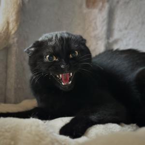 Die Hexen vom Elsbethhof und ihre schwarzen Katzen w&uuml;nschen einen wundersch&ouml;nen Freitag, den 13. 😘

#freitagder13 #schwarzerkater #kater #tierheimelisabethenhof #bmthessen