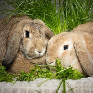 Dringend Pflegestelle gesucht f&uuml;r: 

Kate und William 💚

Die beiden Widder sind schon viel zu lange bei uns (seit 2021), obwohl sie sicherlich echt coole Mitbewohner sein k&ouml;nnten und es wirklich verdient h&auml;tten aus dem Tierheim raus zu kommen. Sie sind erkundungsfreudig und unternehmungslustig, brauchen Menschen nur am Rande, es sei denn es geht um Futter, und es ist eine Freude sie zu beobachten oder sie um sich zu haben. William neigt bei falscher F&uuml;tterung zu Diabetes und ben&ouml;tigt alle paar Monate eine Blutkontrolle, die seit der Futterumstellung immer unauff&auml;llig war. Kate hatte unterschiedliche Baustellen wie bspw eine Umfangsvermehrung, die entfernt wurde oder zuletzt einen Infekt, den man anf&auml;nglich f&uuml;r ein Thymom hielt. Es geht Beiden derzeit hervorragend, sie fressen sehr gut und sind ausgelassen. Aber sie m&uuml;ssen hier raus.
Wir w&uuml;nschen uns f&uuml;r die zwei Sensibelchen eine ruhige Pflegestelle ohne Kinder, ohne weitere Tiere (auch keine weiteren Kaninchen) oder zu viel Trubel im System. 
Die Tier&auml;rzte und Spezialisten, die wir konsultieren befinden sich in den Kreisen FB, MKK und HG; es w&auml;re also praktisch, wenn die Pflegestelle nicht all zu weit weg w&auml;re, da wir die zuk&uuml;nftigen Tierarztkosten nat&uuml;rlich &uuml;bernehmen. Ein Kaninchenzimmer oder eine Haltung in der &bdquo;ganzen&ldquo; Wohnung, wo sie ihrem
Bewegungsdrang und ihrer Erkundungsfreude nachgehen k&ouml;nnen w&auml;re w&uuml;nschenswert. 

William und Kate werden ausschlie&szlig;lich mit Frischfutter und Heu ern&auml;hrt, Trockenfutter d&uuml;rfen sie nicht bekommen. 

Die Beiden sind wirklich ein Gewinn f&uuml;r ein Menschenleben. Wir w&uuml;rden uns wirklich sehr freuen, wenn sie privat untergebracht und umsorgt werden k&ouml;nnten. 

F&uuml;r mehr Infos, k&ouml;nnt Ihr Euch gerne via E-Mail oder telefonisch bei uns melden.

th-elisabethenhof@bmt-tierschutz.de

06035 96110

#pflegestellegesucht #widder #kaninchen #tierheimelisabethenhof #bmthessen