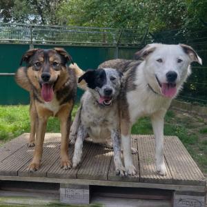 Einen wundersch&ouml;nen guten Morgen w&uuml;nschen euch Atka, Yoki und Tila. 💚

#gutenmorgen #dogs #doglovers #tierheimelisabethenhof #bundgegenmissbrauchdertiere