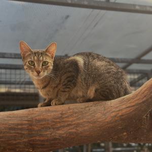 &bdquo;Liv&ldquo; w&uuml;nscht euch einen sch&ouml;nen Abend. 💚🥰

#sch&ouml;nenabend #tierschutz #katzenliebe #tierheimelisabethenhof #zuhausegesucht