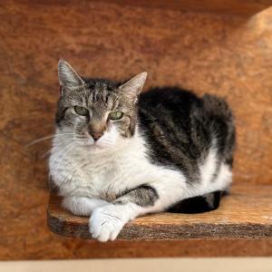 Zuhause gesucht f&uuml;r unseren 12j&auml;hrigen Einzelkater &bdquo;Sammy&ldquo;

&bdquo;Sammy&ldquo; ist ein liebevoller und verschmuster Senior, der schweren Herzens sein bisheriges Zuhause verloren hat. Als er bei uns im Tierheim ankam, zeigte er sich von seiner besten Seite: Er lie&szlig; sich gerne streicheln, suchte aktiv die N&auml;he zu Menschen und erwies sich als absoluter Schmusekater, der jede Aufmerksamkeit genoss.

Inzwischen merkt man jedoch deutlich, wie sehr ihm der Tierheimalltag zusetzt. Besonders die Tatsache, dass er sich seinen Raum mit anderen Katzen teilen muss, bedeutet f&uuml;r ihn enormen Stress. &bdquo;Sammy&ldquo; ist mit der Situation sichtlich &uuml;berfordert und zeigt momentan nicht sein wahres Wesen. Die vielen Reize, die Unruhe und die N&auml;he zu anderen Katzen belasten ihn so sehr, dass er sich zunehmend zur&uuml;ckzieht und nicht mehr der entspannte, verschmuste Kater ist, den wir bei seiner Ankunft kennenlernen durften. Man merkt ihm an, dass das Leben im Tierheim und das Zusammenleben mit anderen Katzen einfach nichts f&uuml;r ihn sind.

&bdquo;Sammy&ldquo; wird ausschlie&szlig;lich in reine Wohnungshaltung mit gesichertem Balkon vermittelt, in dem er als Einzelkater leben darf. Der Balkon sollte ausreichend gesichert sein, damit er dort gefahrlos frische Luft, Sonnenstrahlen und die Au&szlig;enwelt genie&szlig;en kann.

Bei seiner tier&auml;rztlichen Untersuchung wurde &bdquo;Sammy&ldquo; bereits auf FeLV und FIV getestet &ndash; beide Tests fielen negativ aus. Auch seine bisherigen Blutwerte waren unauff&auml;llig. Lediglich die Nierenwerte sollen vorsorglich nochmals kontrolliert werden. Da &bdquo;Sammy&ldquo; aktuell jedoch so gestresst ist und ihm der Tierheimalltag sehr zusetzt, war eine erneute Blutentnahme bisher nicht m&ouml;glich. Die Nachkontrolle kann daher gerne nach der Vermittlung &uuml;ber unseren Tierarzt erfolgen. Die hierf&uuml;r anfallenden Kosten &uuml;bernehmen wir selbstverst&auml;ndlich, damit &bdquo;Sammy&ldquo; die Untersuchung in einer ruhigeren und f&uuml;r ihn angenehmeren Umgebung nachholen kann.

F&uuml;r mehr Infos oder ein Date meldet Euch gerne &uuml;ber unsere HP oder via th-elisabethenhof@bmt-tierschutz.de oder telefonisch 06035 96110.