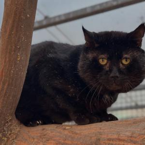 Azrael w&uuml;nscht euch einen sch&ouml;nen Abend. 🥰💚

#katerliebe #blackcatlover #tierschutzkatze #tierheimelisabethenhof #sch&ouml;nenabend