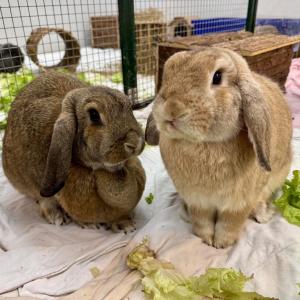 Sch&ouml;nen Abend mit Kate und William. 🥰💚

#sch&ouml;nenabend #kaninchen #tierschutzkaninchen #tierheimelisabethenhof #bmthessen